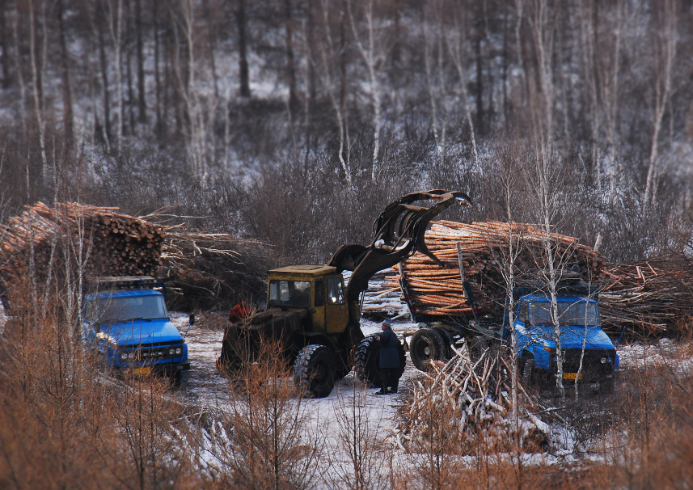 Extreme Cold Forests - real working scenario