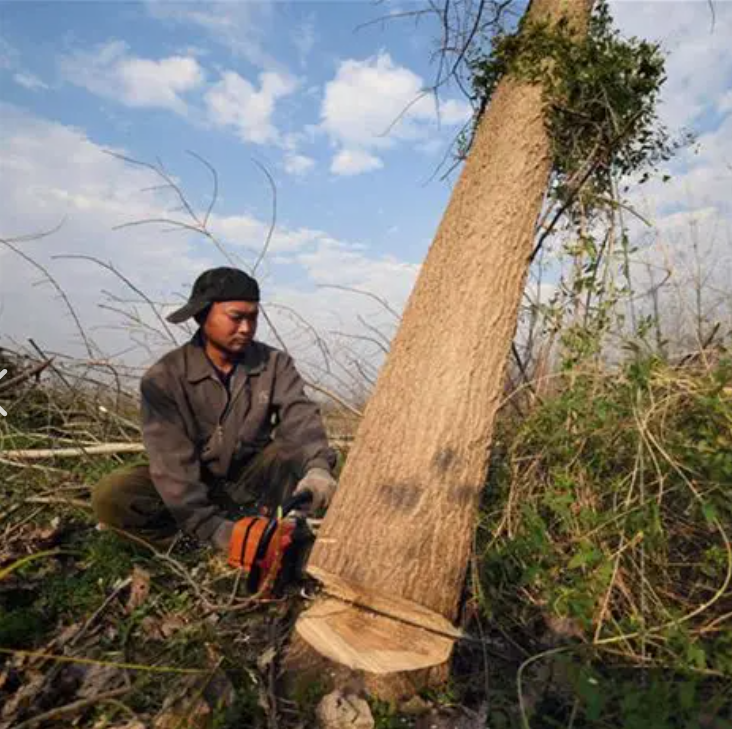 Tree Removal - real working scenario